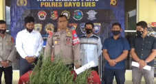 Ratusan Pohon Ganja...