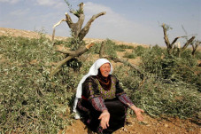 Nestapa Petani Palestina...