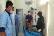 Harimau Pemangsa Warga...