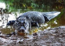 Buaya di Sungai Amazon,...
