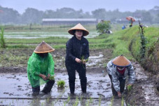 Susi Sindir Puan Tanam...