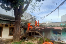 Pohon Besar Tumbang...