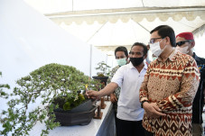 Pesona Bonsai di Bumi...