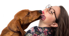 Kandungan Air Liur Anjing...