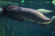7 Ikan Air Tawar Paling...