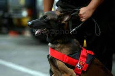 Kerahkan Anjing Pelacak,...