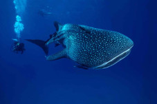 5 Monster Laut yang...