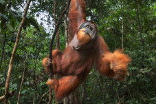 Ternyata Orangutan Sumatera-Kalimantan...