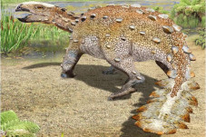 Spesies Baru Dinosaurus...