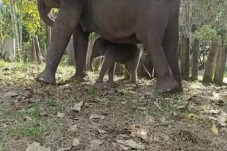 Imut, Penampakan Anak...