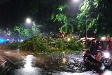Pohon-pohon Bertumbangan...