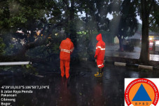 Tertimpa Pohon Tumbang...