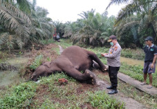 Gajah Sumatera Betina...