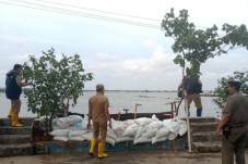 Antisipasi Banjir Rob...