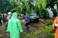 Pohon Tumbang Timpa...