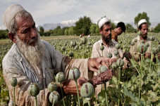 Pasca Taliban Berkuasa,...