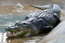10 Buaya Terbesar di...