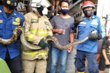 Ngeri! Ular Sanca 4...