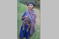 Tikus Terbesar di Indonesia,...