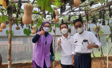 Petani Milenial Belitung...
