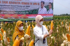 Bulog Serap Produksi...