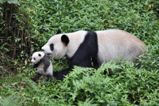 Panda Terbesar di Dunia,...