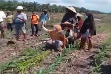 Tangis Puluhan Petani...