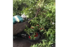Pohon Tumbang Timpa...