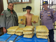Bawa 12 Bal Ganja Siap...