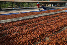 Kakao dan Cokelat Sumbang...