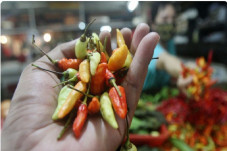 Harga Cabai di Kendari...