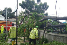 25 Pohon Tumbang di...