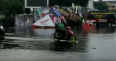 Pohon Tumbang Timpa...