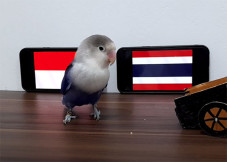 Prediksi Bony Si Burung...