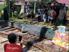 Buaya 4,7 Meter Tertangkap...
