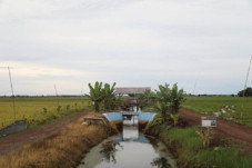 Food Estate di Kalimantan...