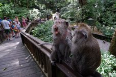 Perjalanan Wisata Meningkat,...