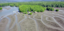 Lahan Rehabilitasi Mangrove...