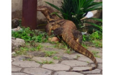 Jangan Panik! Begini...