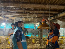 Diminati Petani, PLN...