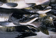 Fakta Tersembunyi Ikan...