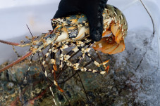 Lobster Laut Punya Peran...