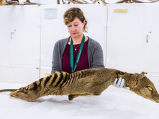 DNA Macan Tasmania Berhasil...
