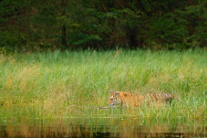 Penampakan Harimau Jawa...