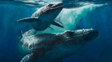 Misteri Monster Laut...