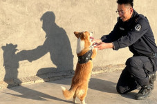 Viral, Anjing Polisi...