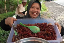 Belalang Goreng di Gunungkidul...