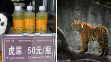 Urin Harimau untuk Pengobatan...