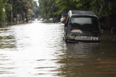 Penampakan Kelapa Gading...