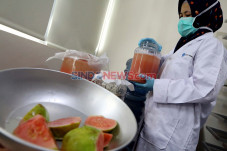LIPI Ciptakan Minuman...
